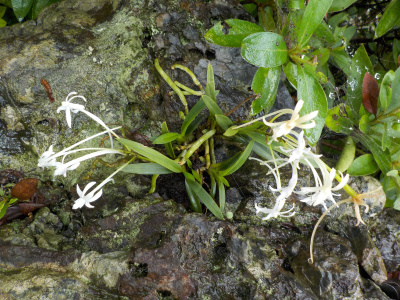 風蘭の花の時期です。