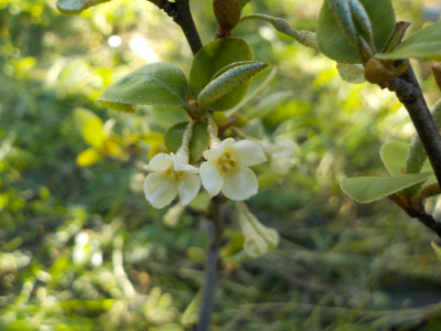 鉢植えのグミが開花しました。