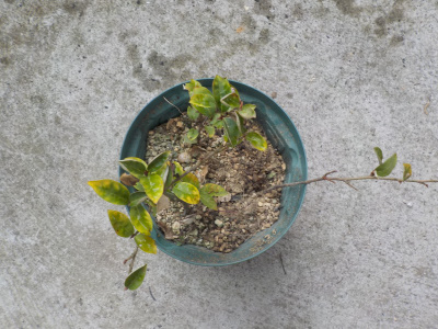 グミの鉢植えは止めます。