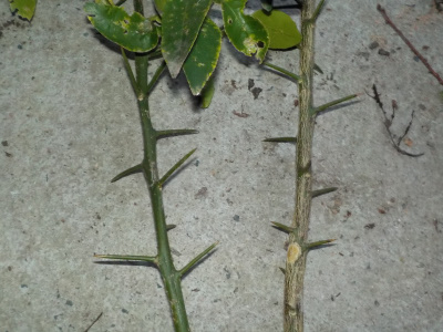 グレープフルーツのトゲは長くて鋭くてとても痛い。