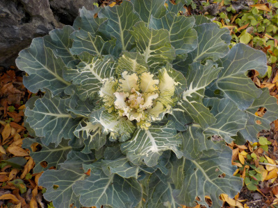 2023年のお正月の葉ボタンです。It's fun to grow plants