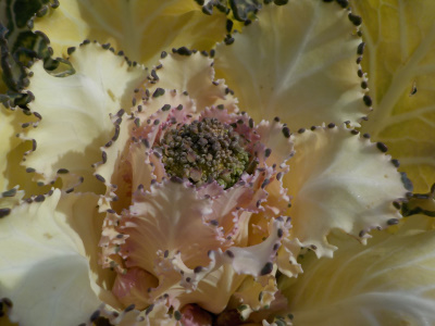 葉ボタンにブロッコリーっぽいのが出来ました。