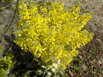 葉ボタンの花が見頃です。beautiful yellow flower