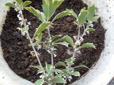 ヒイラギの小さい花が沢山咲いてます。