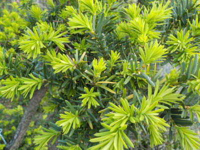 イチイの新緑がとてもキレイでした。