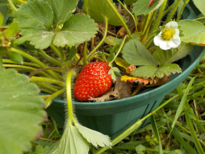 苺を摘んで食べました。