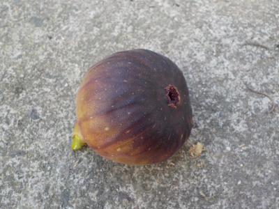 冬ですが、熟れたイチジクがあったので食べました。