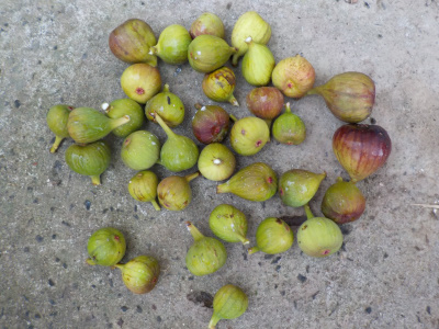 大きくならなかったイチジクを採りました。