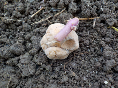 じゃがいもの皮は失敗。