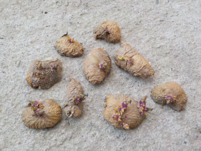 じゃがいもの皮からじゃがいもの苗を育てようと思っています。