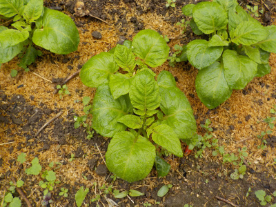 じゃがいもがスクスク育っています。