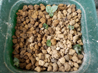 じゃがいもがスクスク育っています。