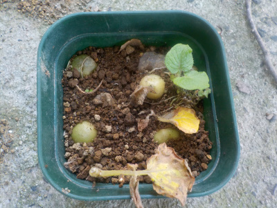 皮から育てたジャガイモに小さなジャガイモが出来ていました。