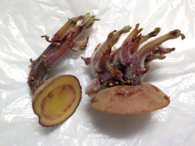 じゃがいもの皮栽培を再挑戦しようかな。