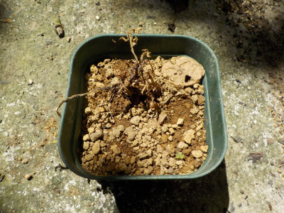 夏の暑さでジャガイモが枯れました。