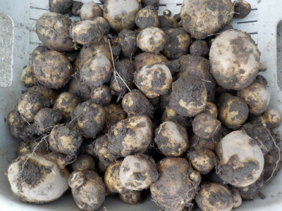 年末にじゃがいもを収獲しました。