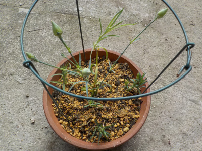 挿し芽のカーネーションが発根したので鉢に植えました。