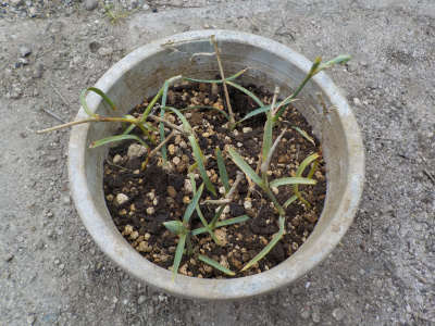 挿し芽のカーネーションが発根したので鉢に植えました。