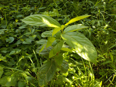 柿の実生苗が生えていました。