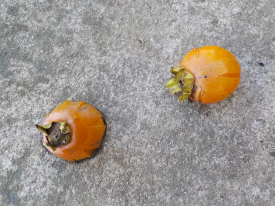 柿がポタポタ落ちてます。