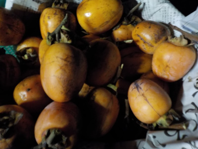 だいぶ遅いですが柿を収穫しました。