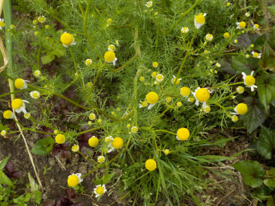 カモミールは毎年生えていいですね。