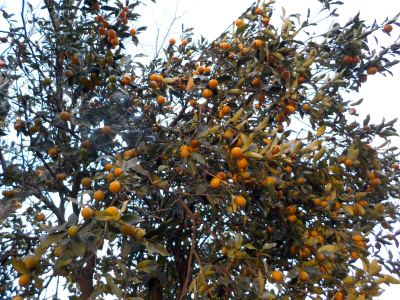 キンカンはもうちょっと置いておこう。I still don't eat kumquat