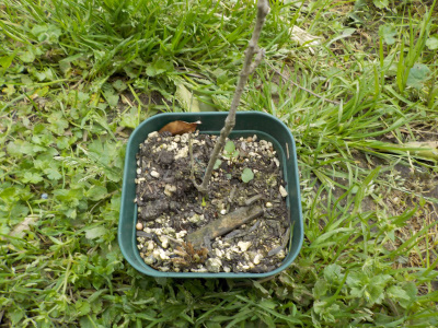 気が付いたらキンモクセイに葉っぱがありませんでした。