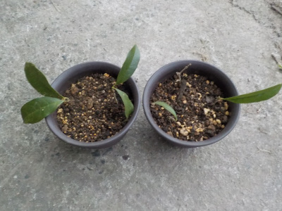 キンモクセイの挿し木をペットボトルから出しました。