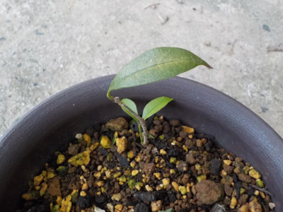 ペットボトルから出したキンモクセイは1本しか生きていません。