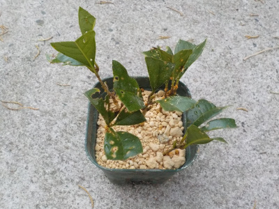 ペットボトルから出したキンモクセイは1本しか生きていません。