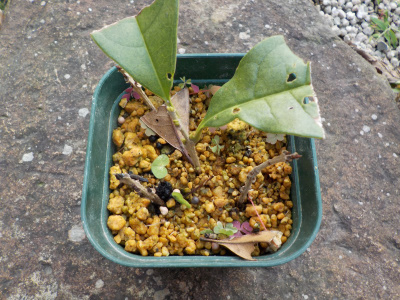 6月に挿し木したキンモクセイ。