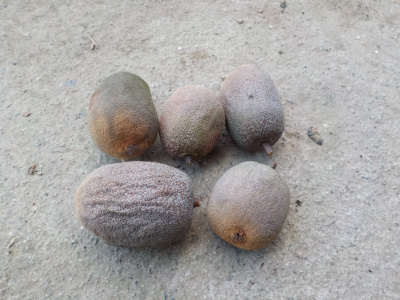 シワシワのキウイを収穫しました。