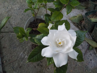 秋のクチナシが咲きました。Gardenia blooming in autumn