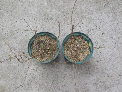 クコの鉢植えは止めます。