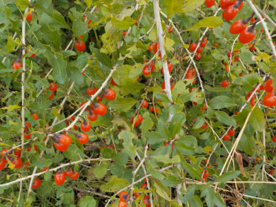 クコの実が沢山あったので収穫しました。