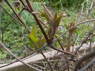 クレマチスの新芽が出ました。