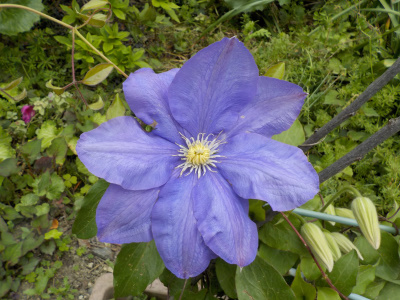 クレマチスが開花しました。