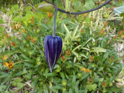 クレマチスの篭口が開花しそうです。