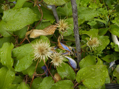 明日は母の日ですが、クレマチスの花はほぼ終わっています。