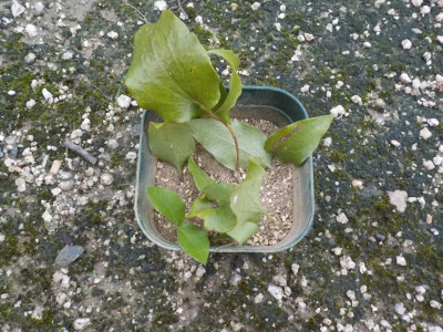 クレマチスの挿し芽をしました。