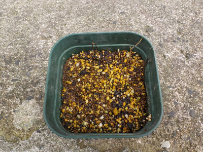 またまたクレマチスの挿し芽を失敗しました。