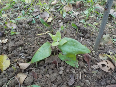 挿し芽のクレマチスを地面に植えました。