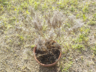 ラベンダーを1鉢枯らしました。