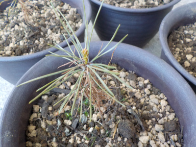 赤松の緑が復活しました。