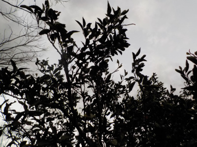 ミカンの木を1本剪定しました。