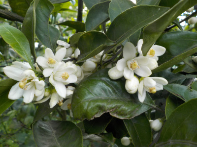 ミカンの木の回りは甘い匂いです。