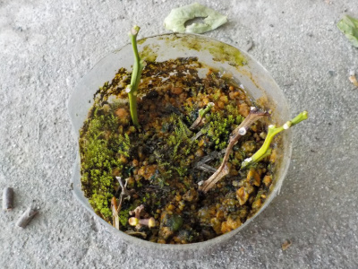 挿し木のミカンは葉っぱが全部落ちました。