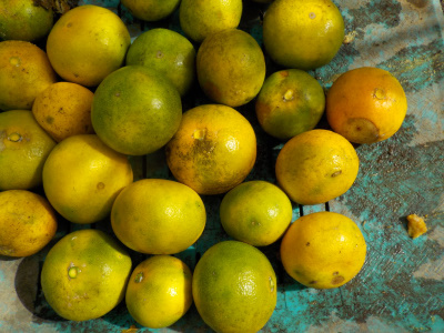 ミカンを大量廃棄です。