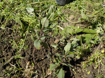 挿し芽のミントを地植えにしました。